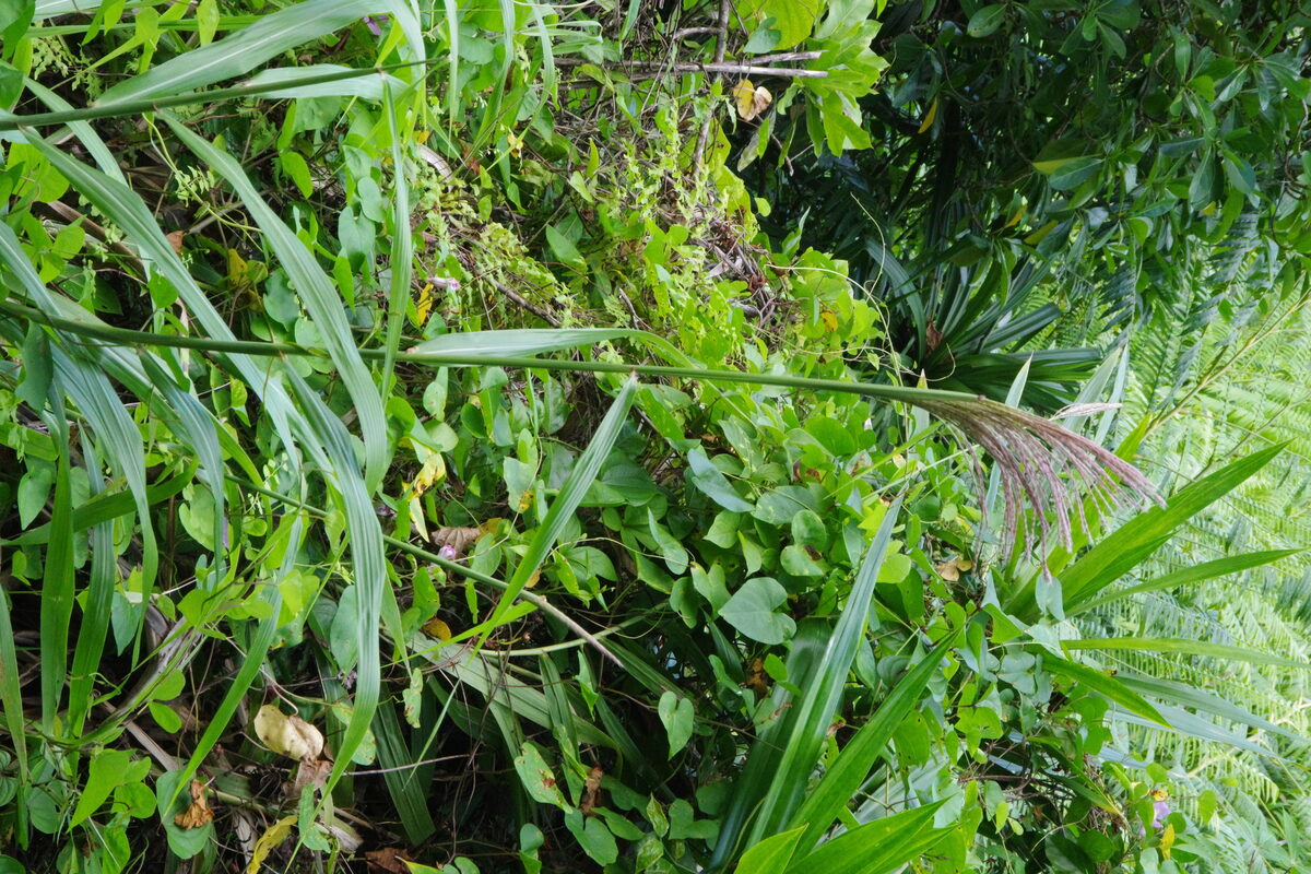 Miscanthus floridulus - (Labill.)Warb. (Pacific Island silvergrass) — photo