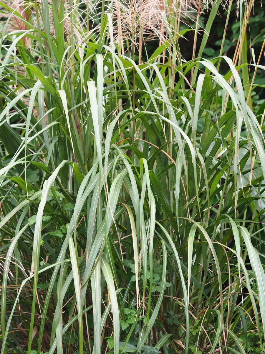 Miscanthus floridulus - (Labill.)Warb.