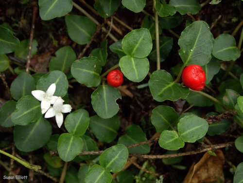 Mitchella repens (Partridge Berry) — photo