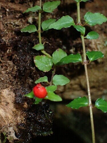 Mitchella undulata — photo