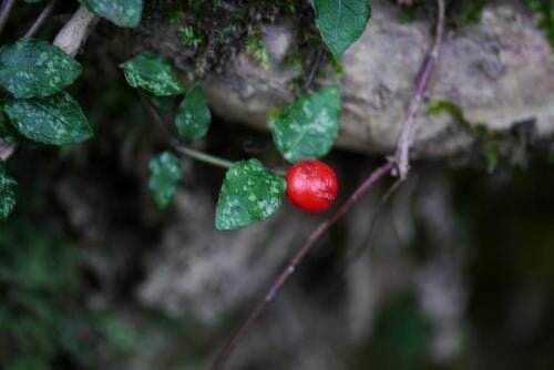 Mitchella undulata — photo