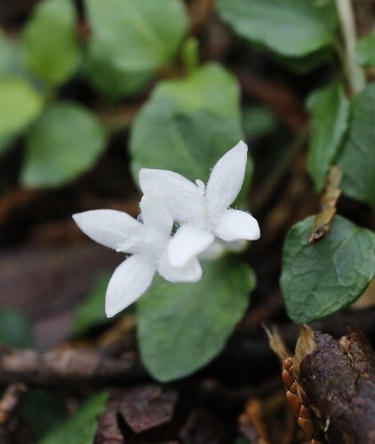 Mitchella undulata