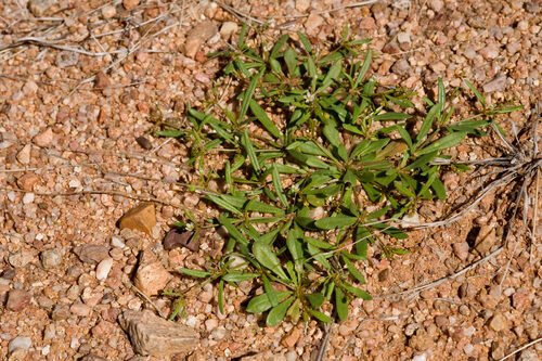 Mollugo verticillata (Indian Chickweed) — photo
