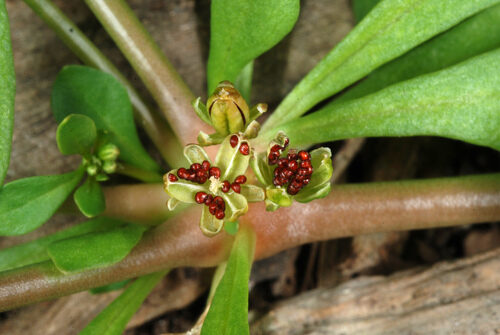Mollugo verticillata (Indian Chickweed) — photo