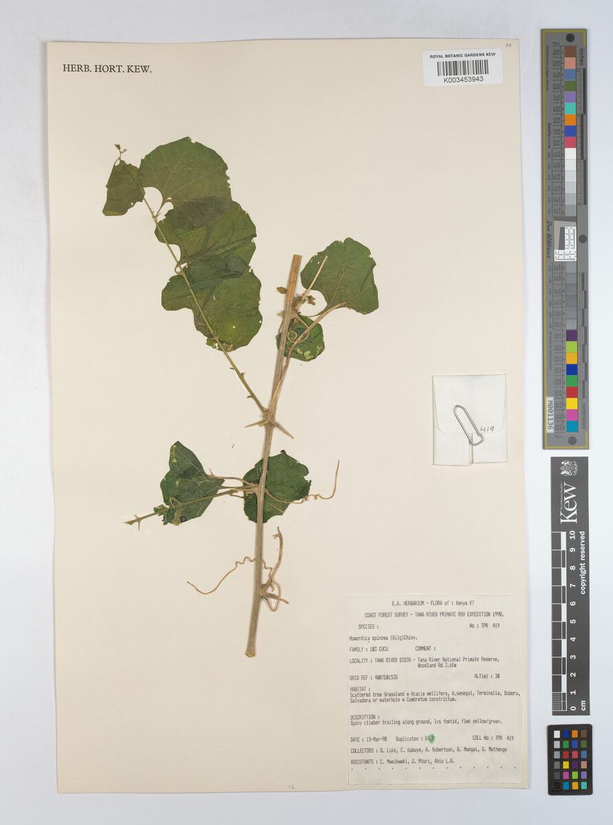 Momordica spinosa — photo