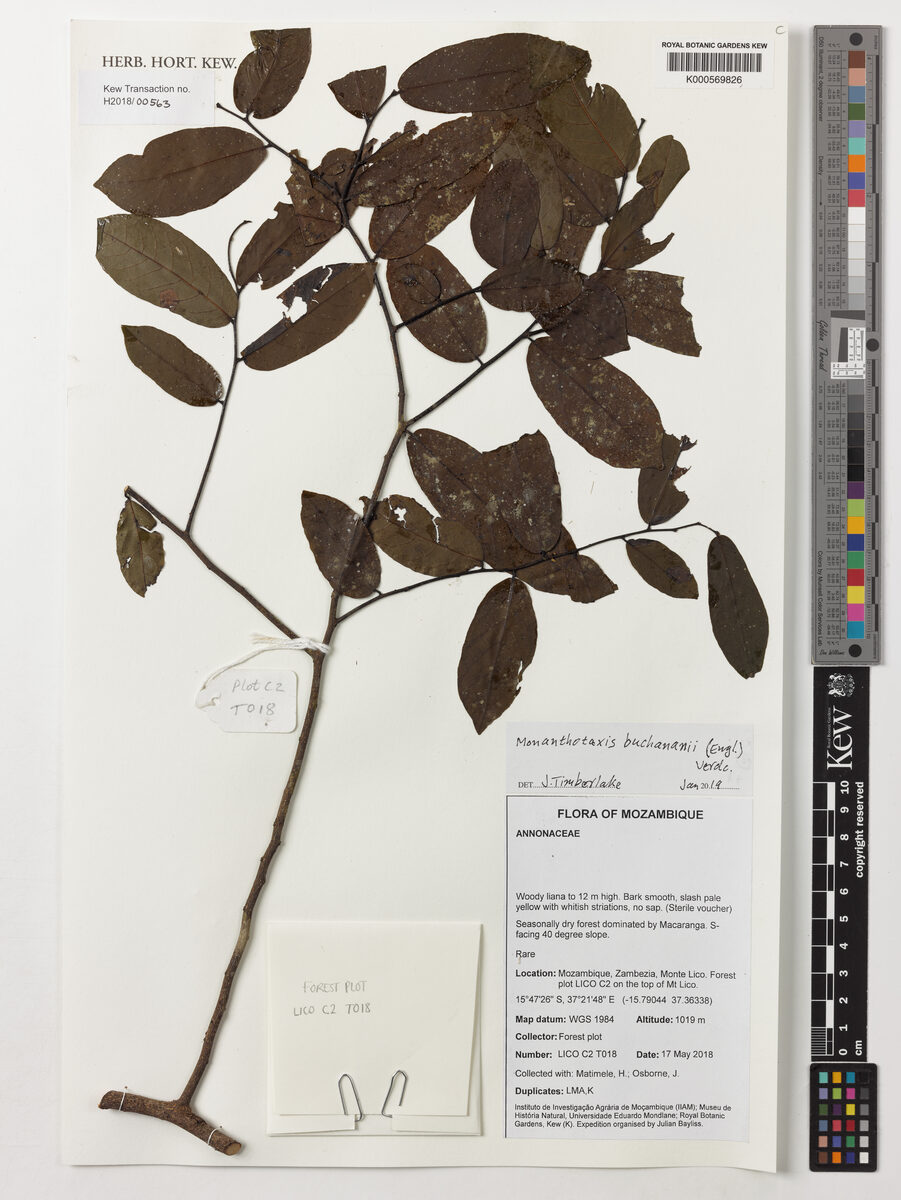 Monanthotaxis buchananii — photo