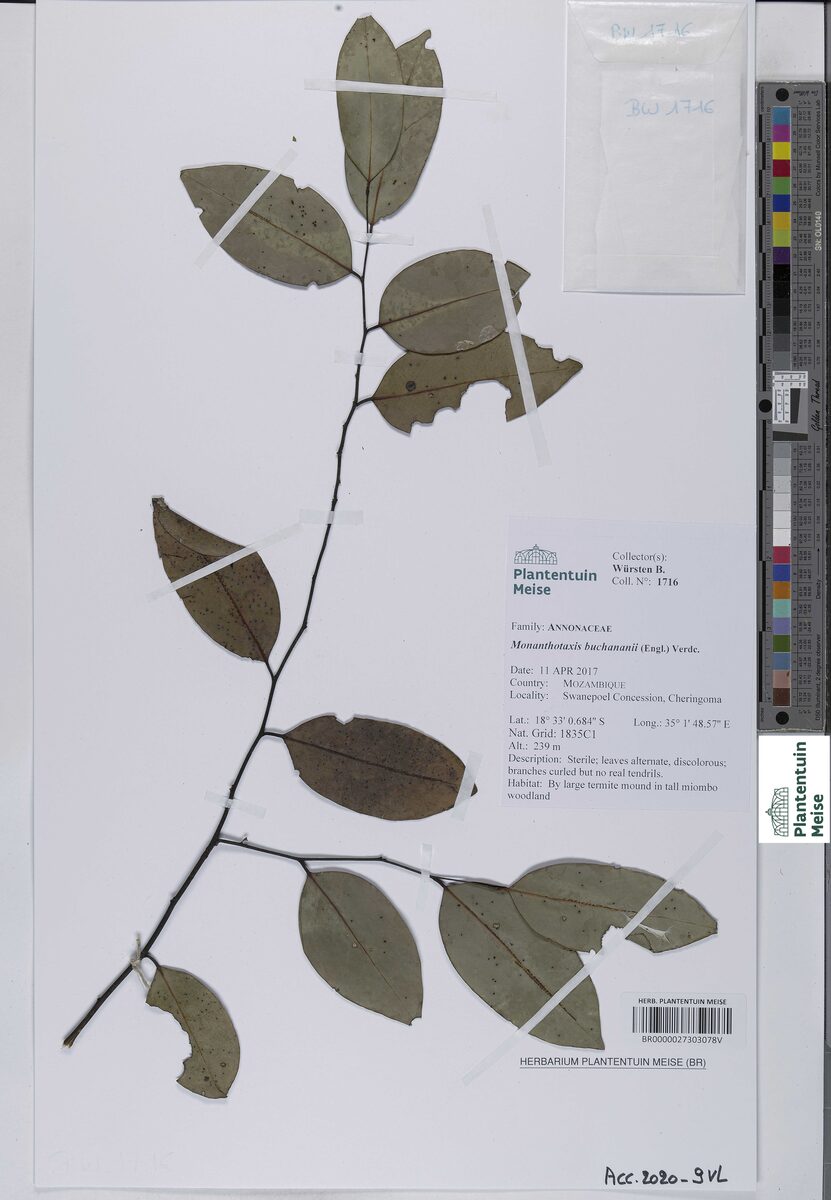 Monanthotaxis buchananii — photo