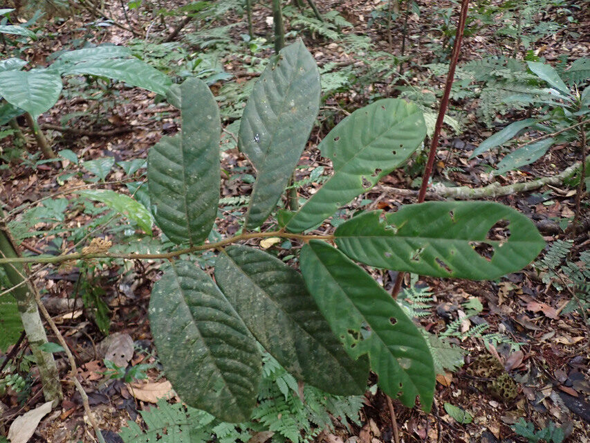 Monanthotaxis diclina — photo