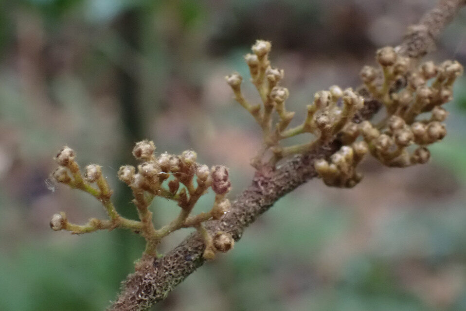 Monanthotaxis diclina
