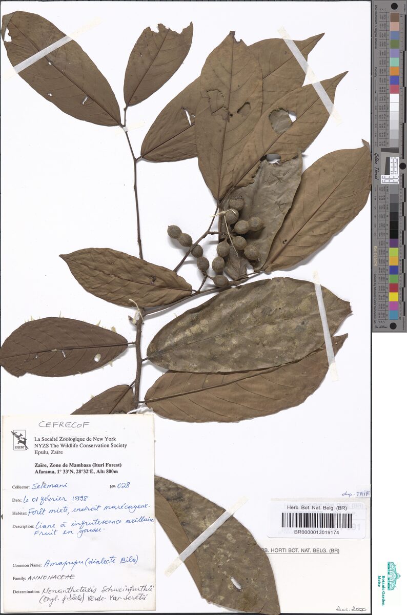 Monanthotaxis schweinfurthii var. seretii — photo