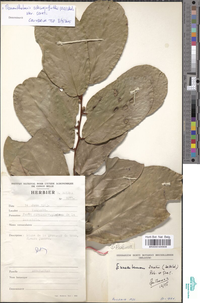 Monanthotaxis schweinfurthii var. seretii — photo