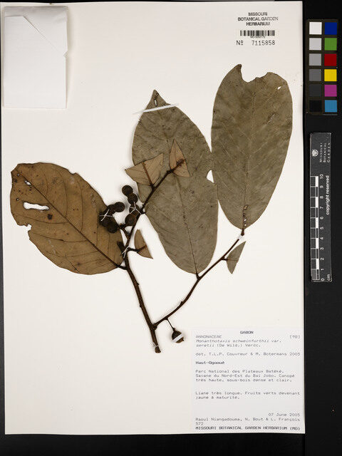 Monanthotaxis schweinfurthii var. seretii