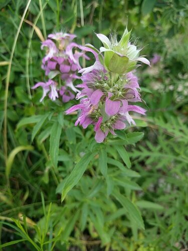 Monarda citriodora (Lemon Bergamot) — photo