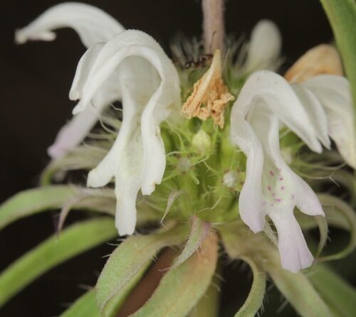 Monarda citriodora (Lemon Bergamot) — photo