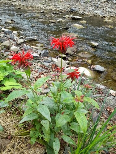 Monarda didyma (Bergamot) — photo