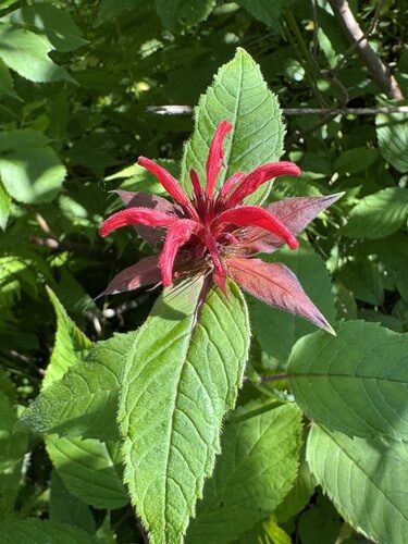 Monarda didyma (Bergamot) — photo