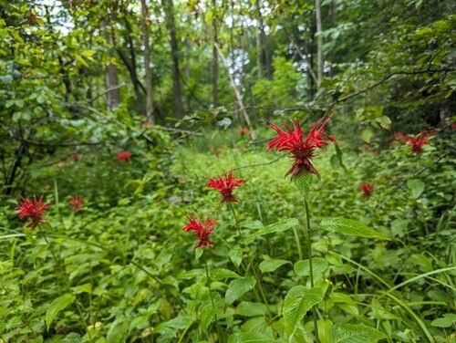 Monarda didyma