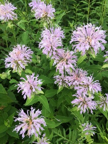 Monarda fistulosa (Wild Bergamot) — photo