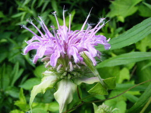 Monarda fistulosa (Wild Bergamot) — photo