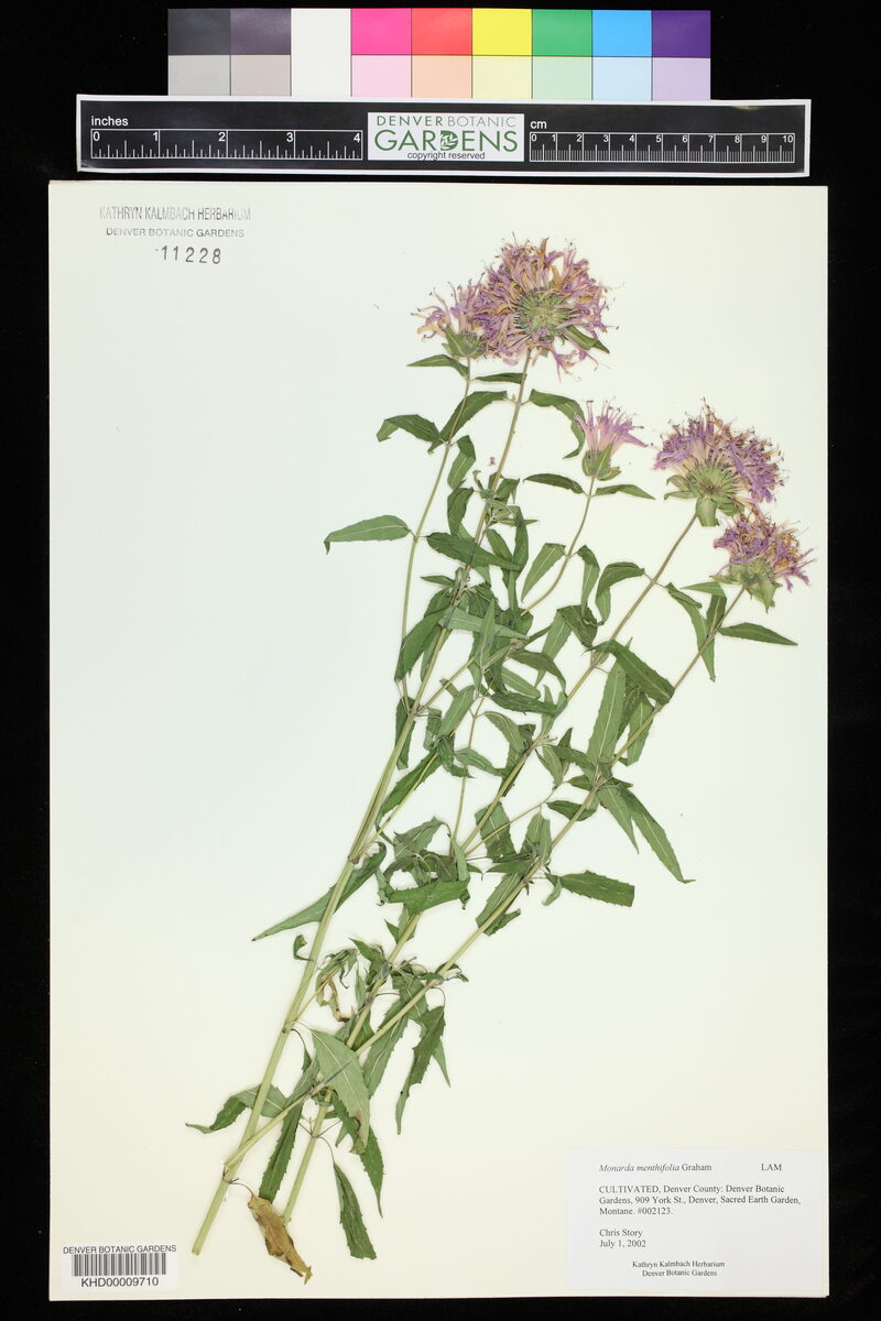 Monarda menthifolia (Mint-Leaved Bergamot) — photo