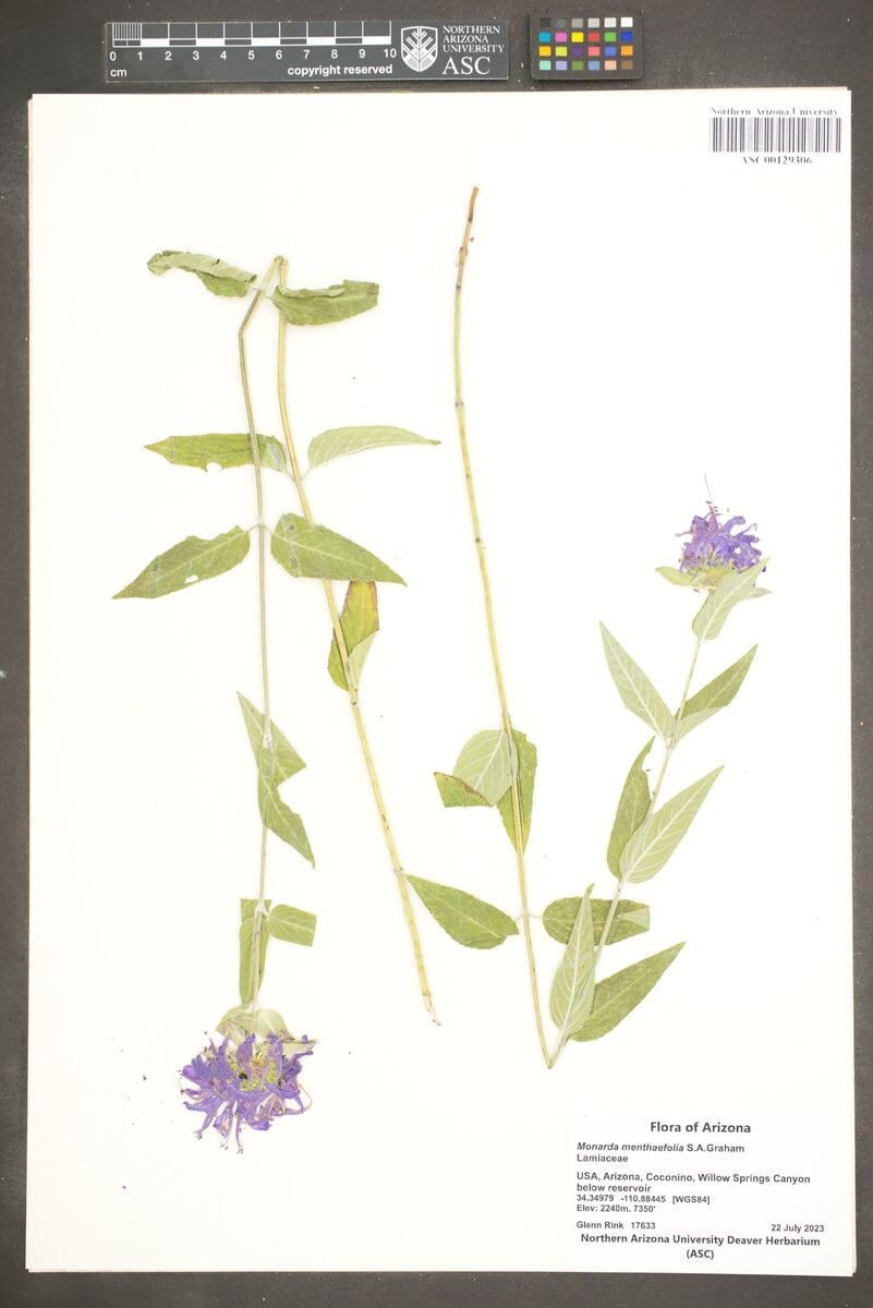 Monarda menthifolia