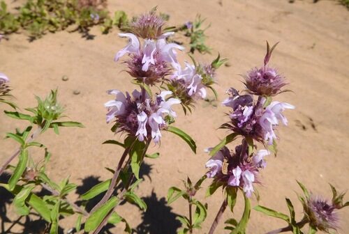 Monarda pectinata (Plains Lemon Monarda) — photo