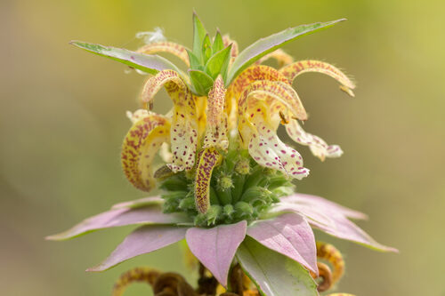 Monarda punctata (Horse Mint) — photo