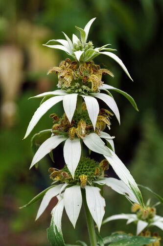 Monarda punctata (Horse Mint) — photo