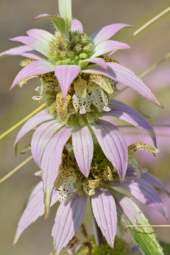Monarda punctata