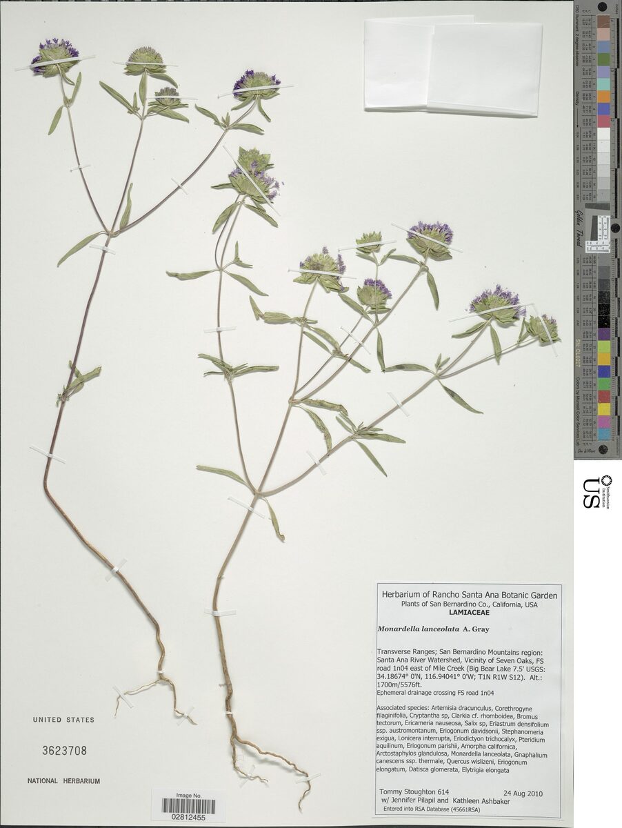 Monardella lanceolata (Mustang Mountain Balm) — photo