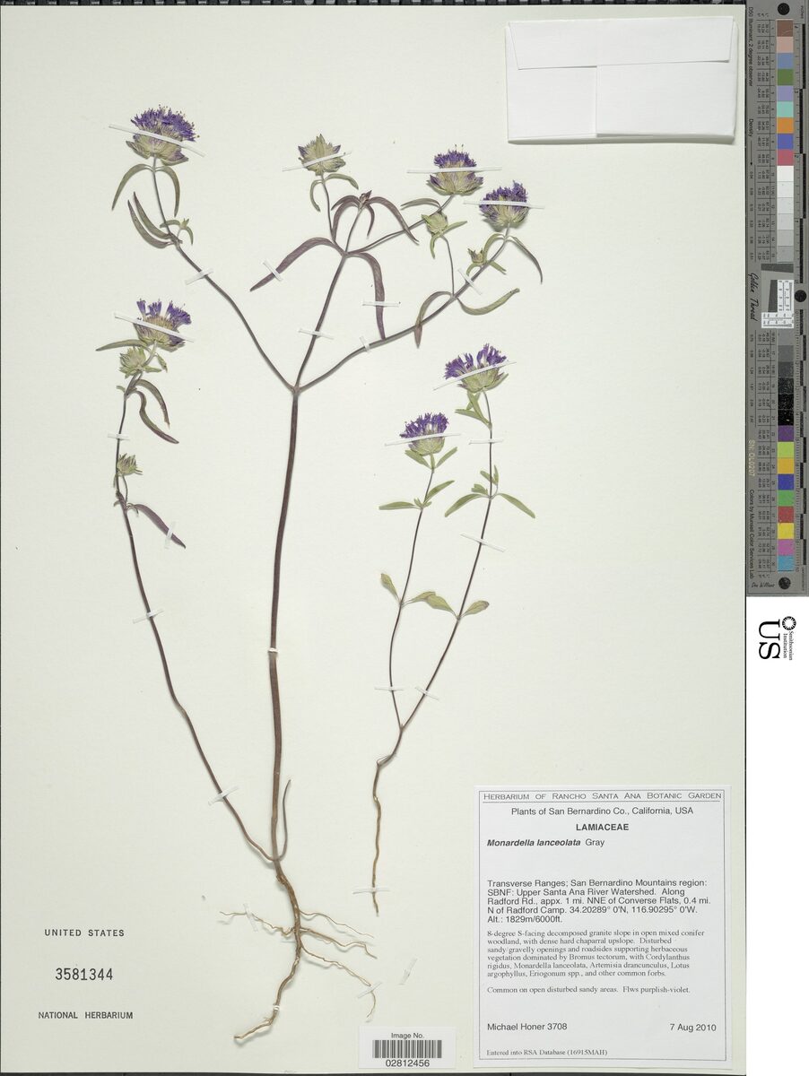 Monardella lanceolata
