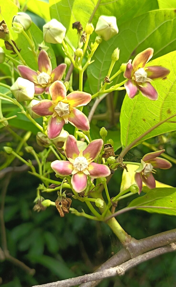 Mondia whitei - (Hook.f.) Skeels (Mondia) — photo