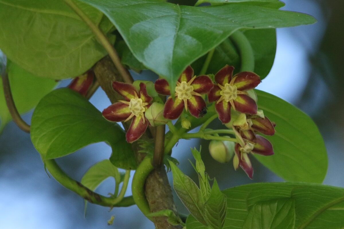 Mondia whitei - (Hook.f.) Skeels (Mondia) — photo