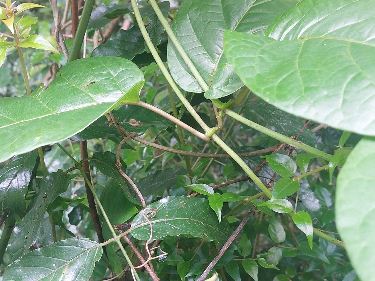 Mondia whitei - (Hook.f.) Skeels