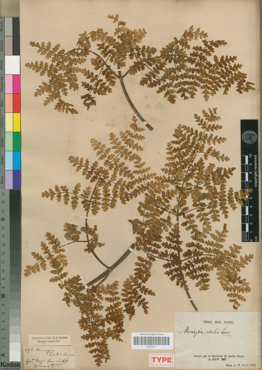 Monizia edulis (Carrot Tree) — photo