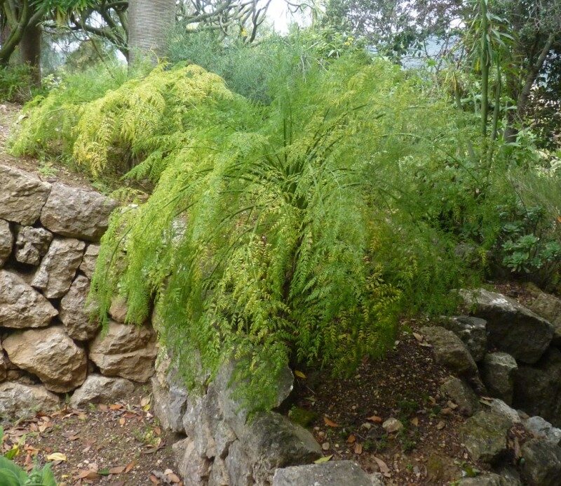 Monizia edulis