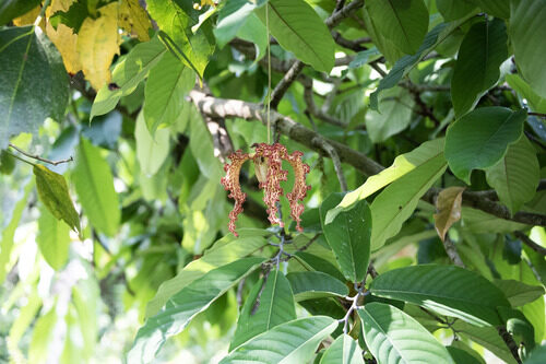 Monodora crispata (African nutmeg) — photo