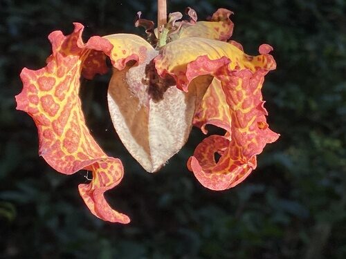 Monodora crispata (African nutmeg) — photo