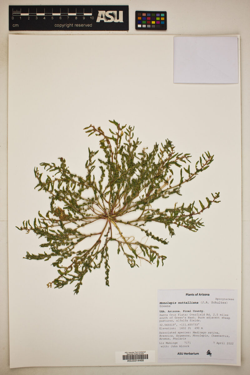 Monolepis nuttalliana - (Schult.)Greene. (Poverty Weed) — photo