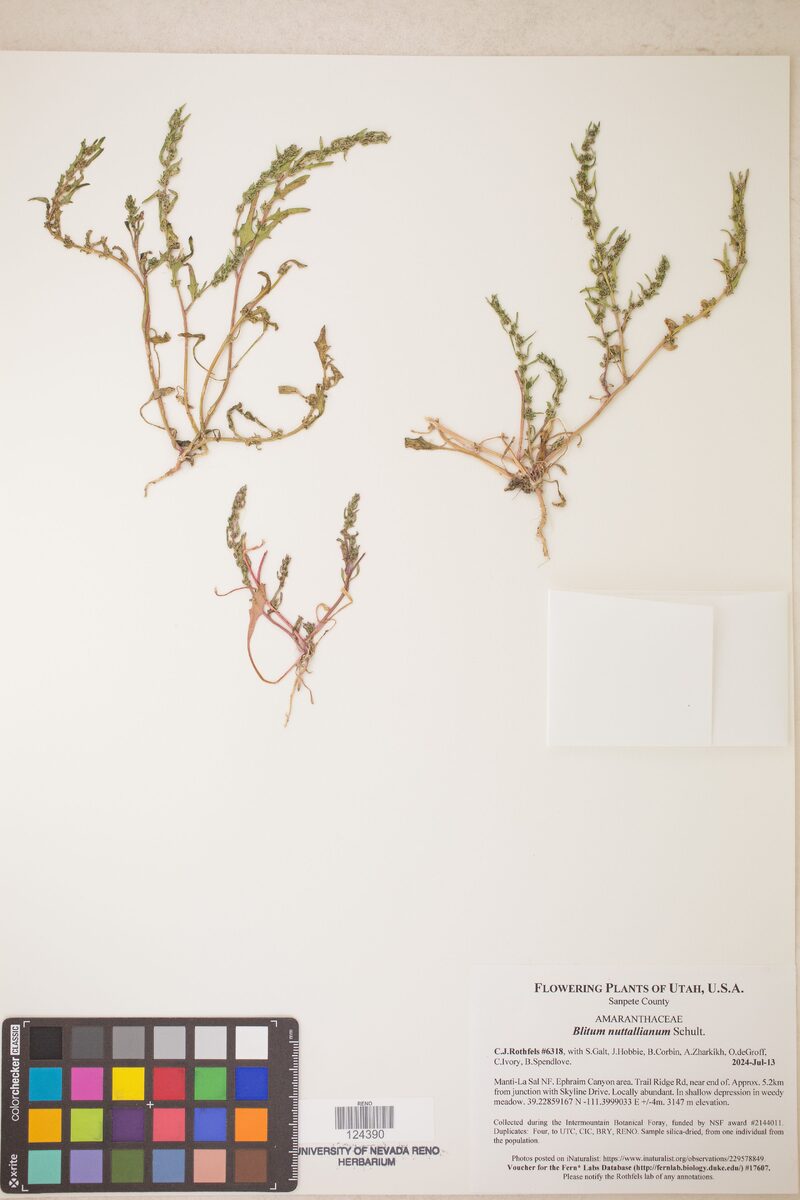 Monolepis nuttalliana - (Schult.)Greene.