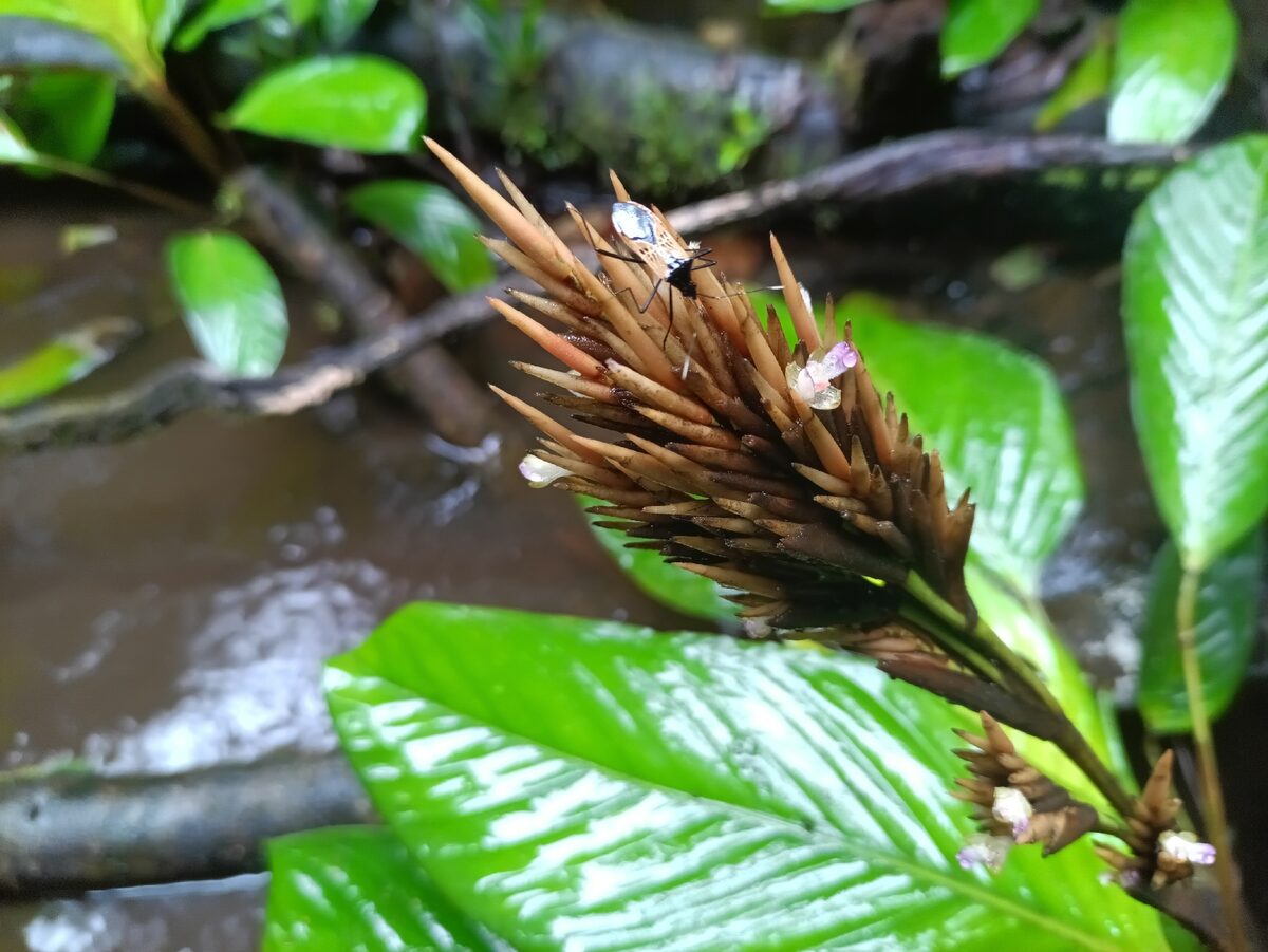 Monotagma sp. — photo