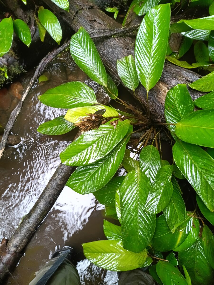Monotagma sp. — photo