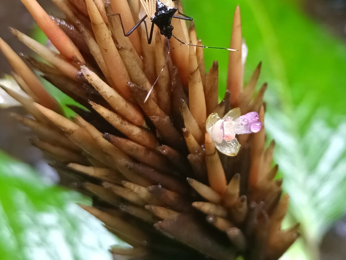 Monotagma sp.