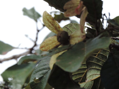 Monotes africanus — photo