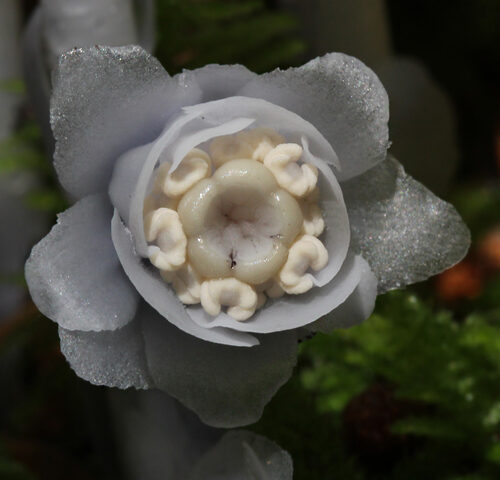 Monotropa uniflora (Indian Pipe) — photo
