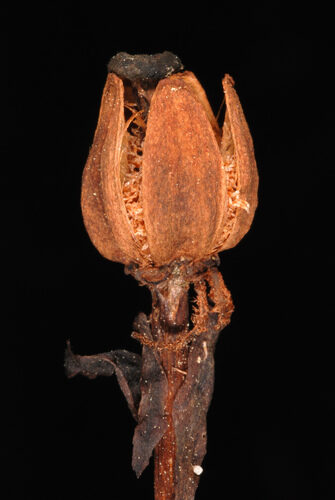 Monotropa uniflora (Indian Pipe) — photo