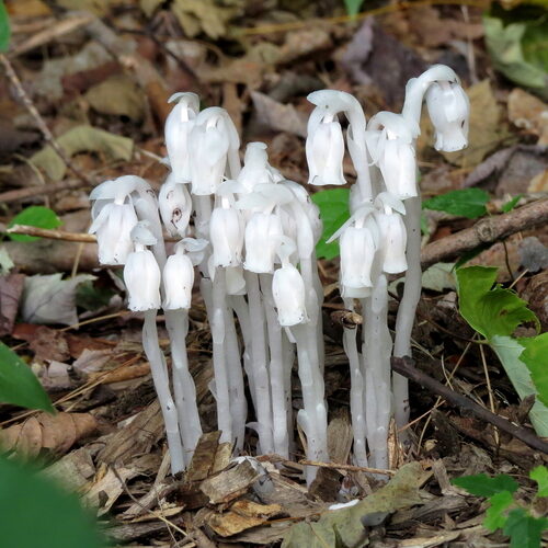 Monotropa uniflora