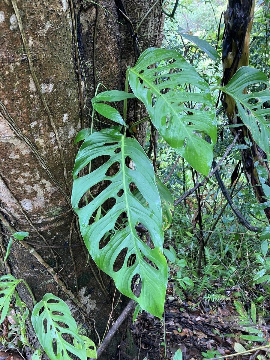 Monstera adansonii subsp. laniata — photo