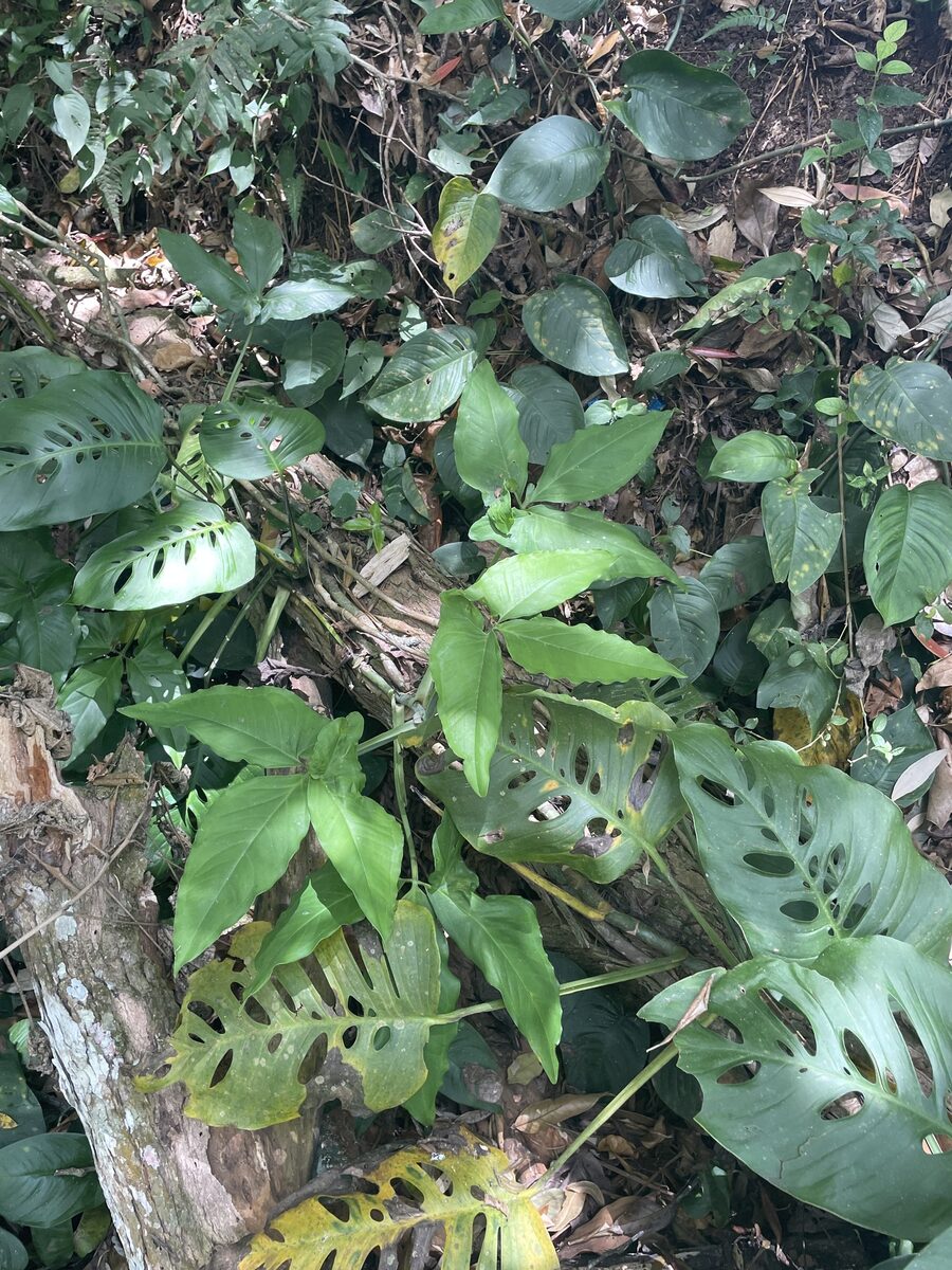 Monstera adansonii subsp. laniata — photo