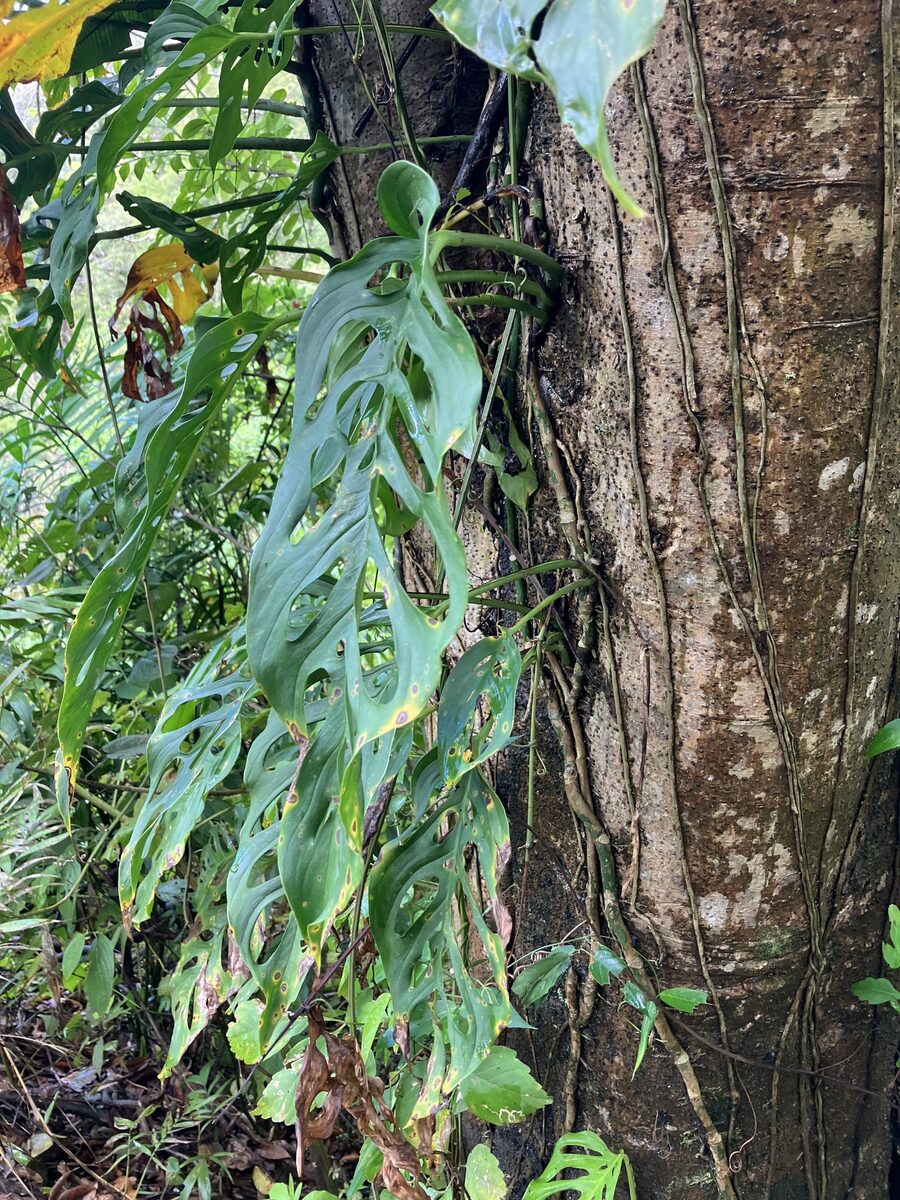 Monstera adansonii subsp. laniata